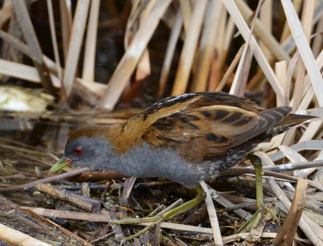 Little Crake