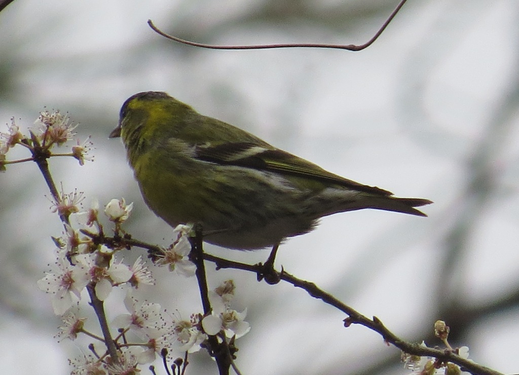 Eurasian Siskin