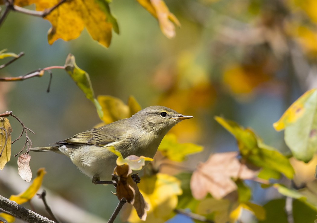 Common Chiffchaff