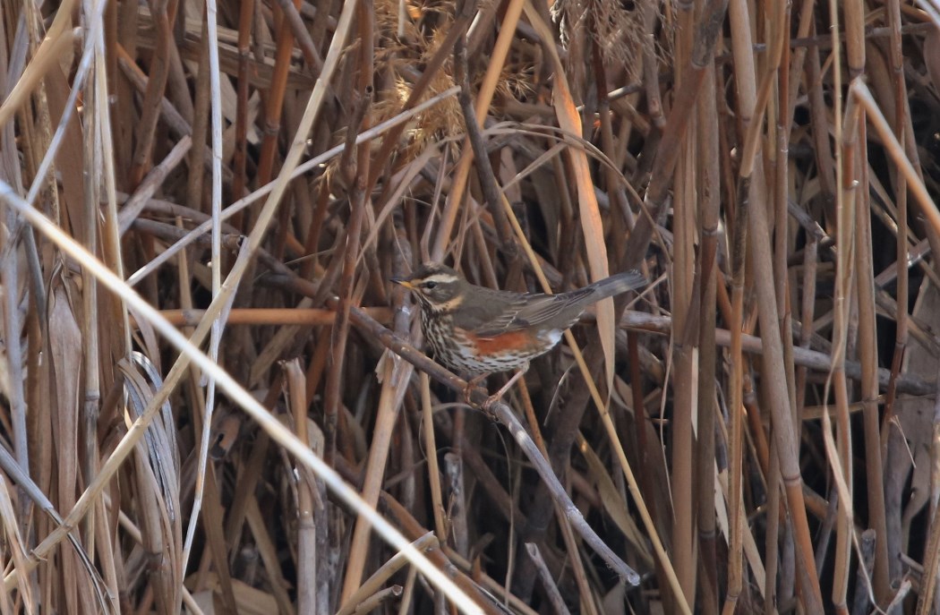 Redwing