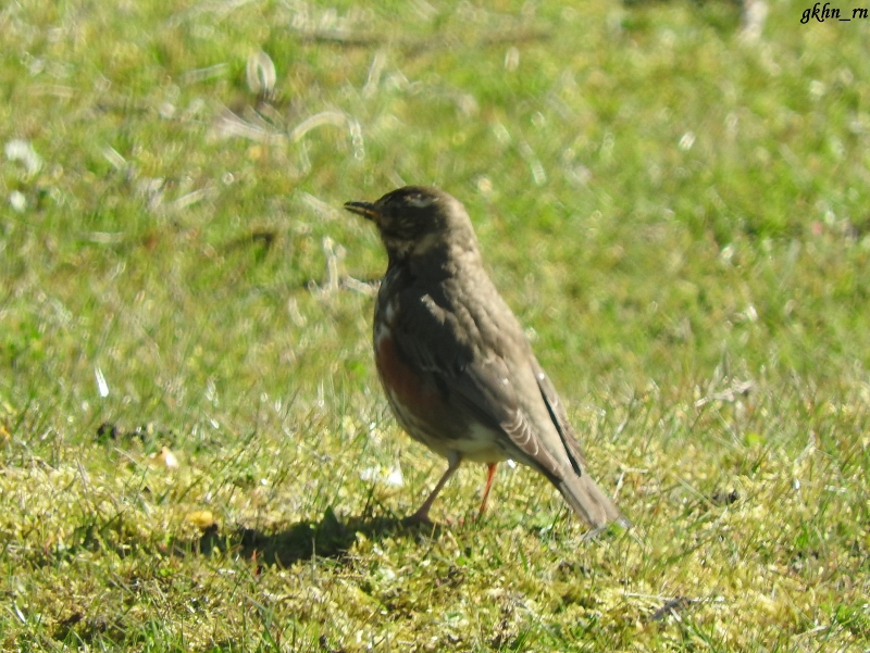 Redwing