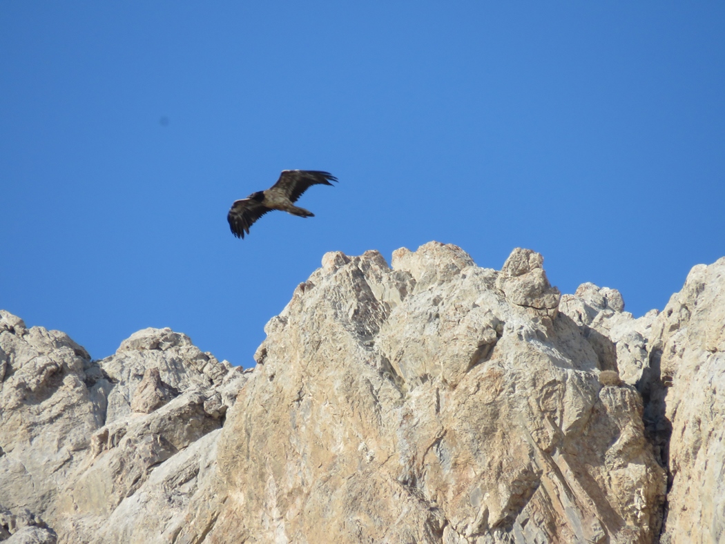 Bearded Vulture