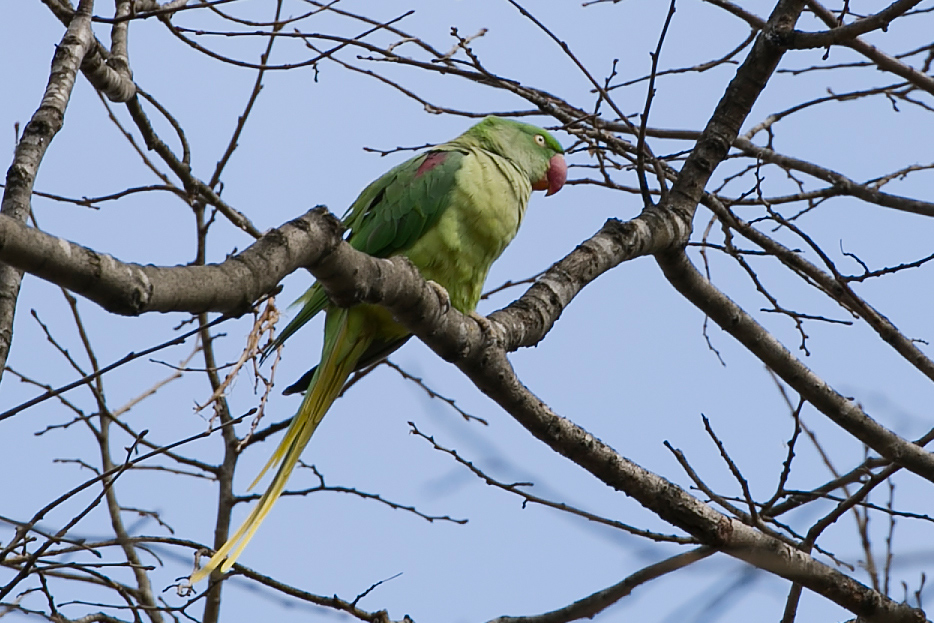 Alexandrine Parakeet