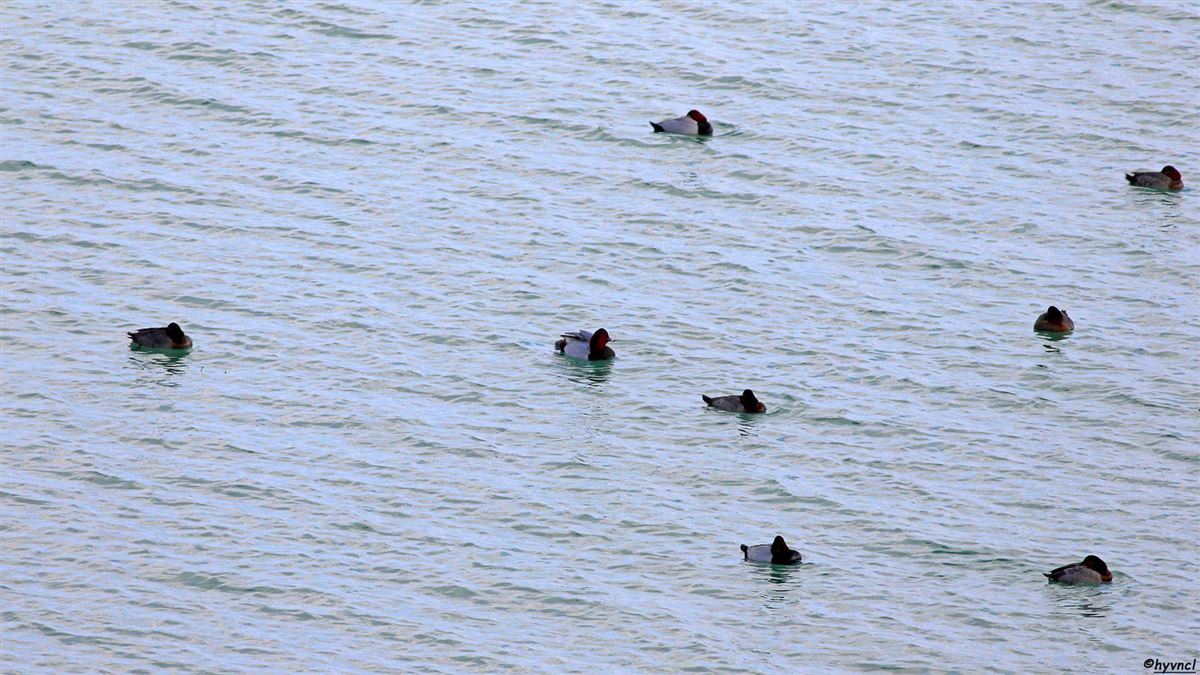 Common Pochard