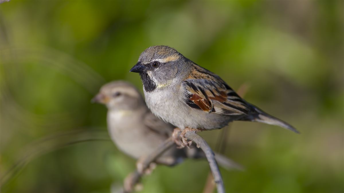 Dead Sea Sparrow