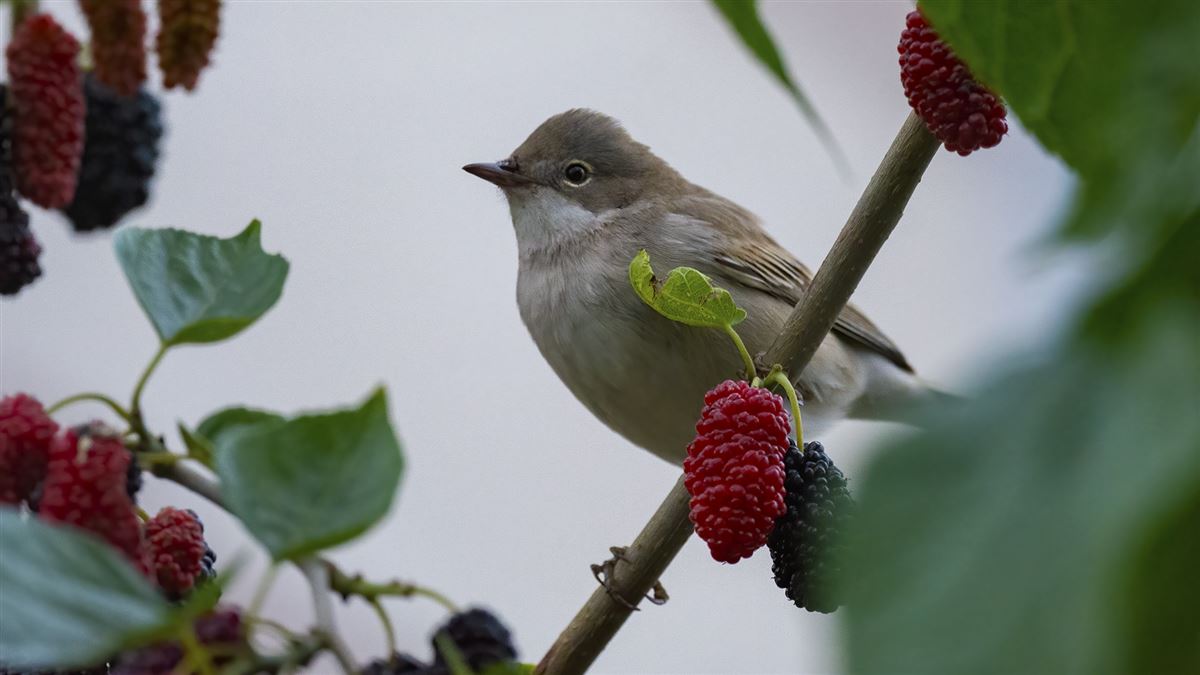 Common Whitethroat