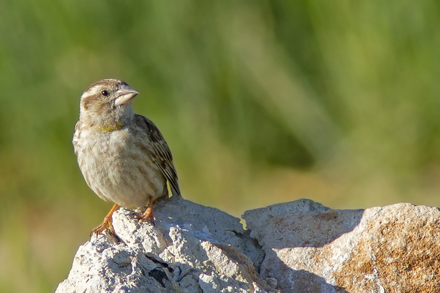 Rock Sparrow