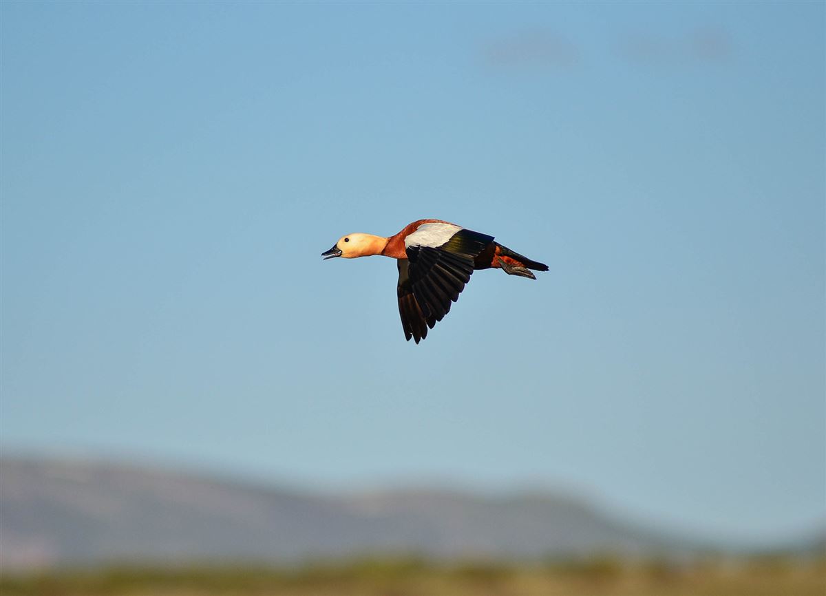 Ruddy Shelduck