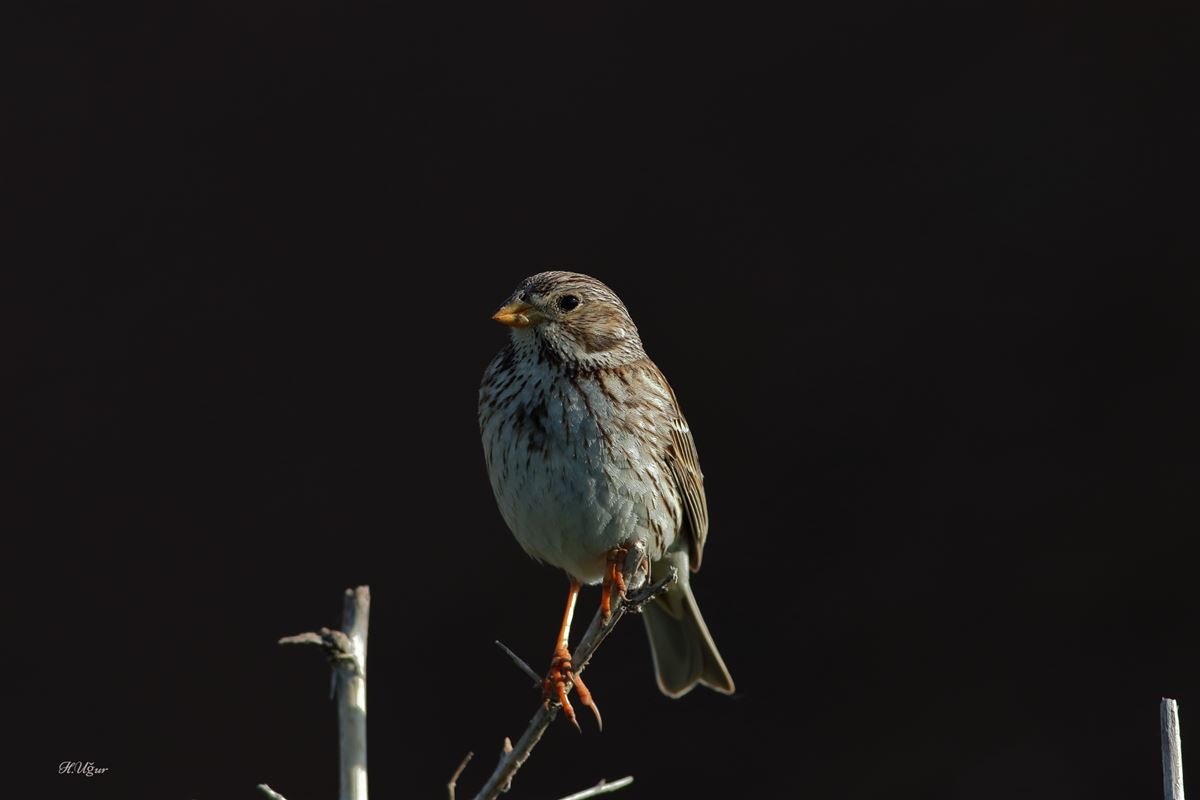Corn Bunting