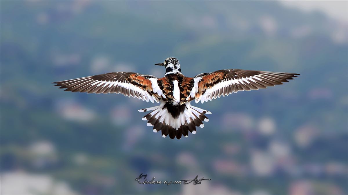 Ruddy Turnstone