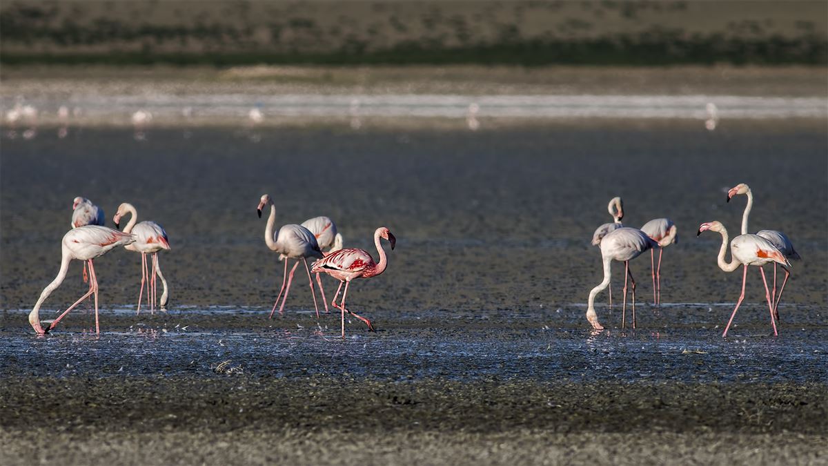 Küçük Flamingo