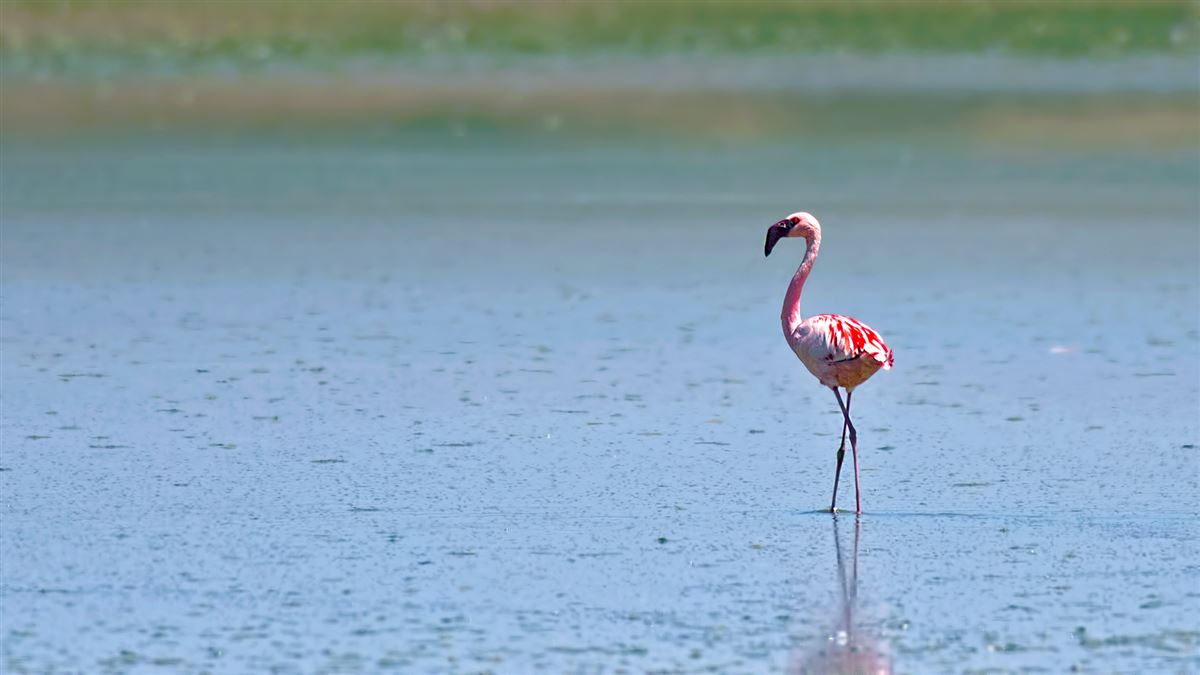 Küçük Flamingo