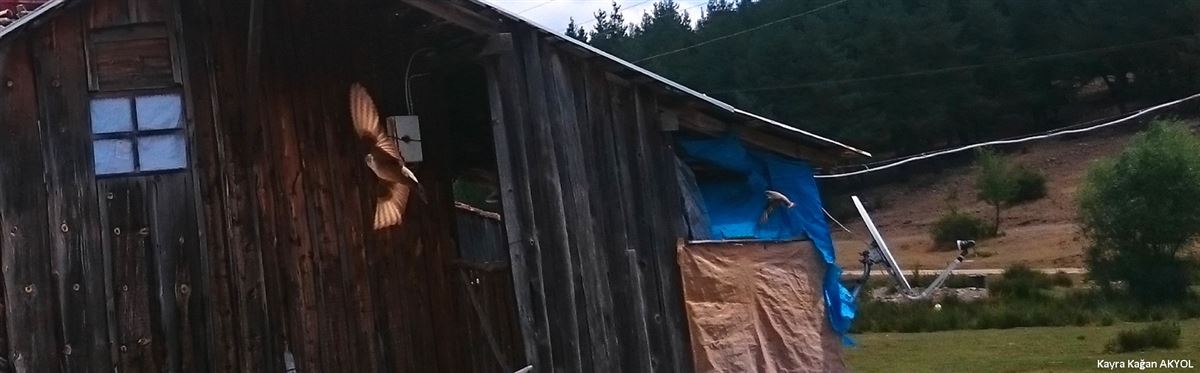 Kaya Kırlangıcı