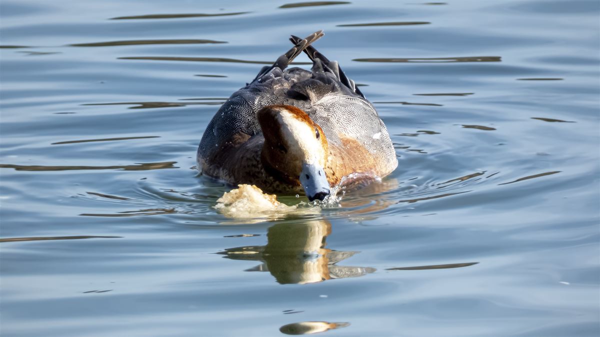 Eurasian Wigeon