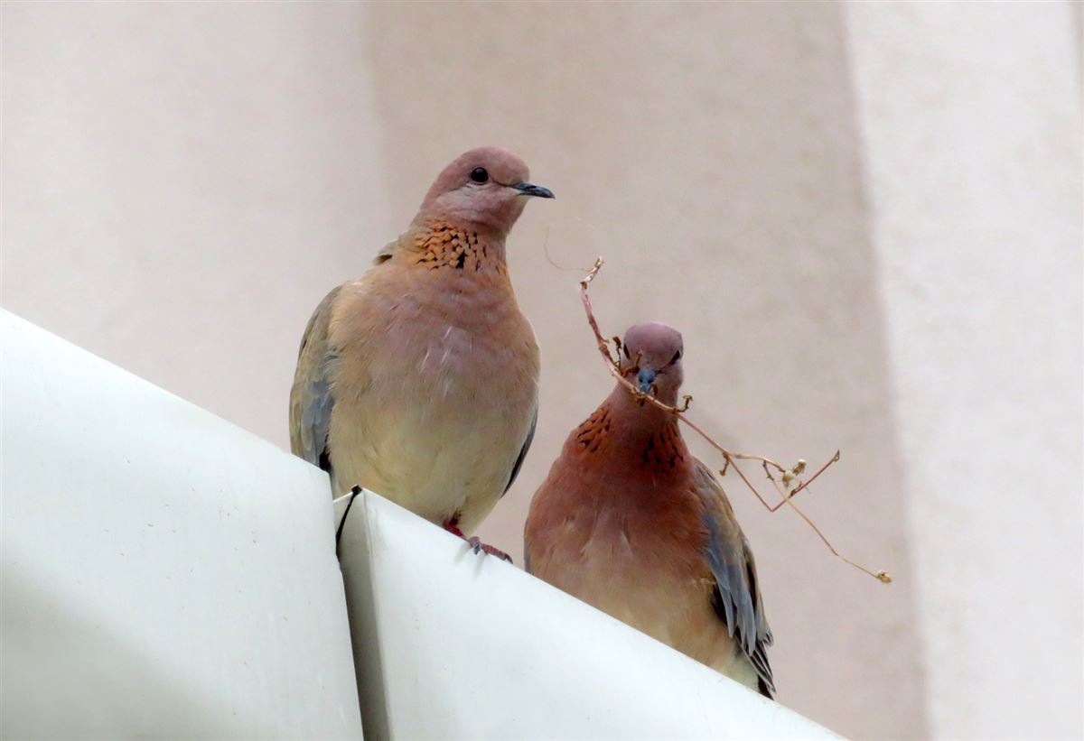 Laughing Dove