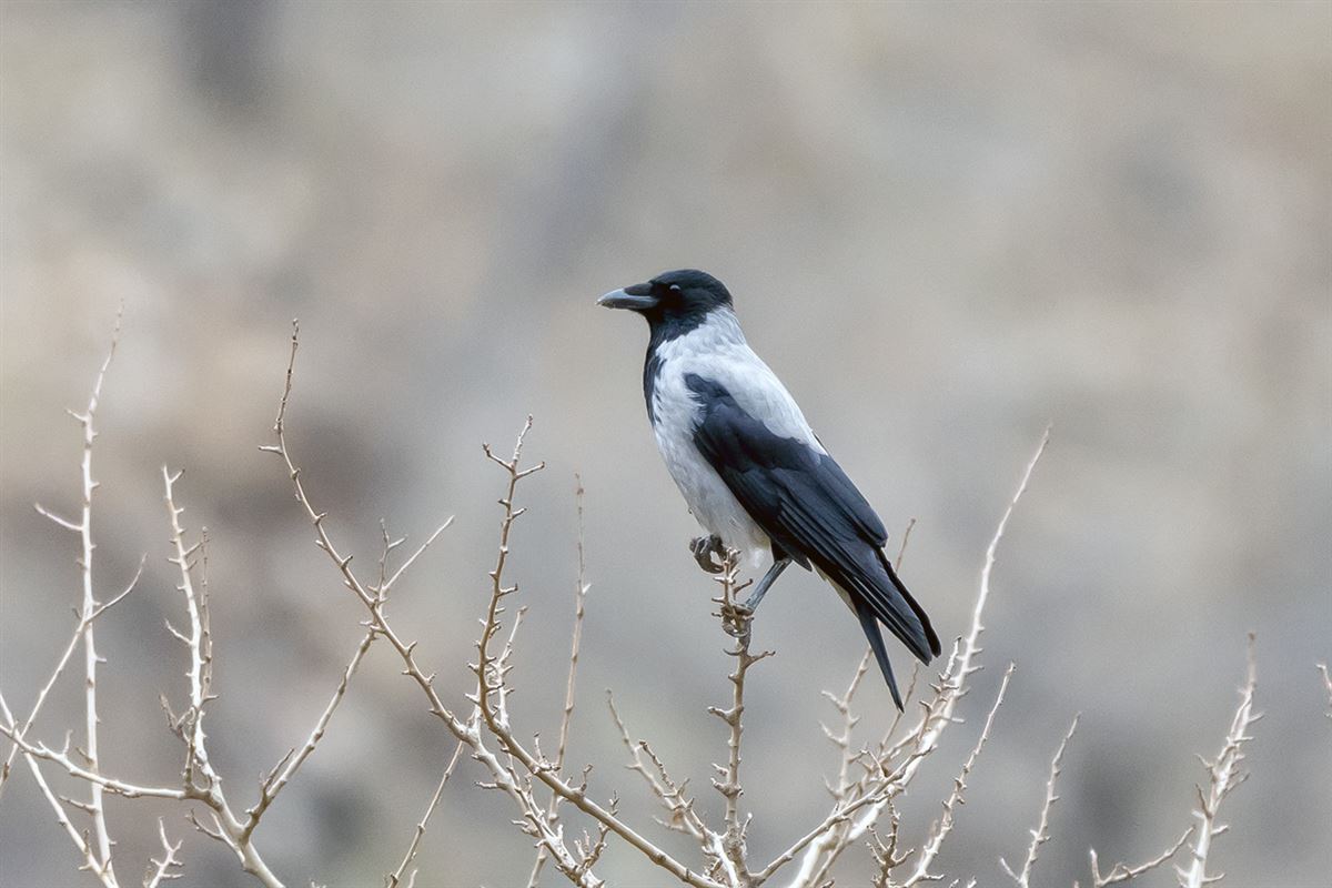 Leş Kargası