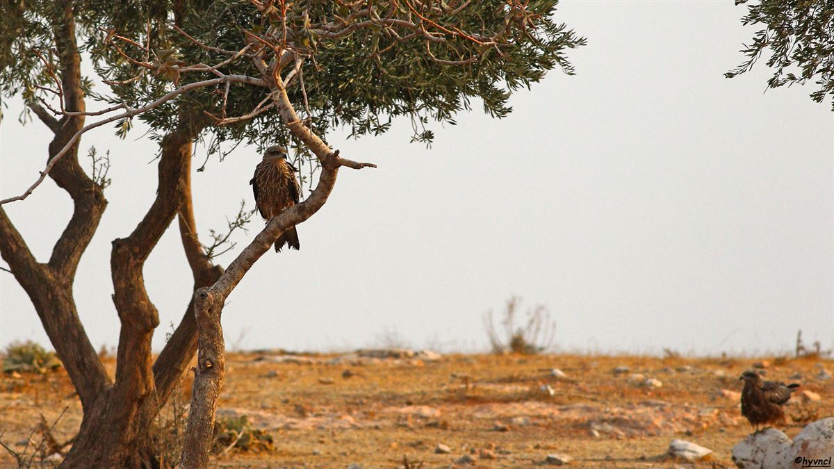 Black Kite