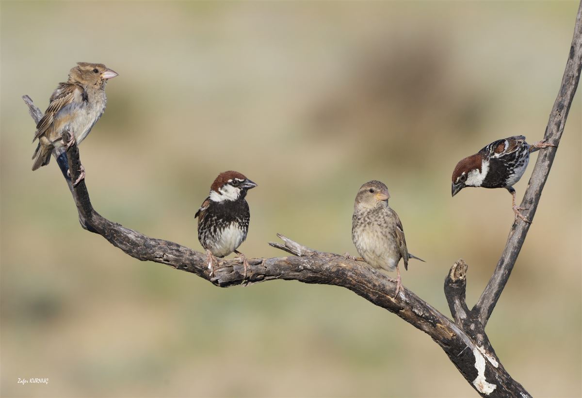 Spanish Sparrow