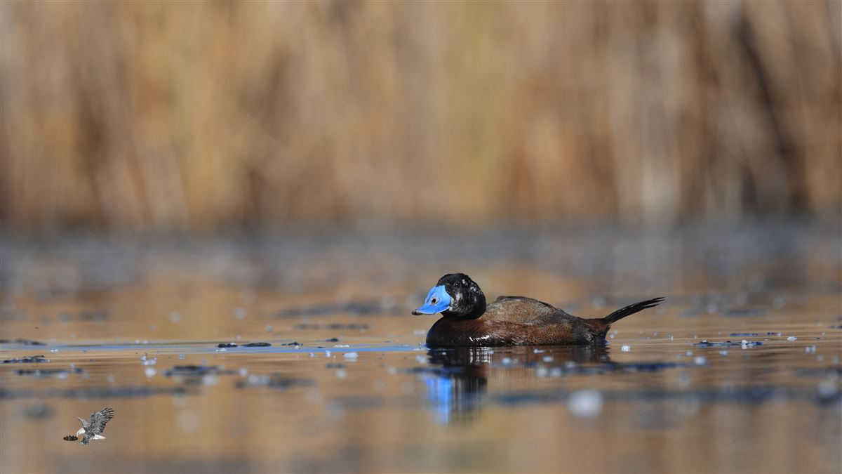 White-headed Duck