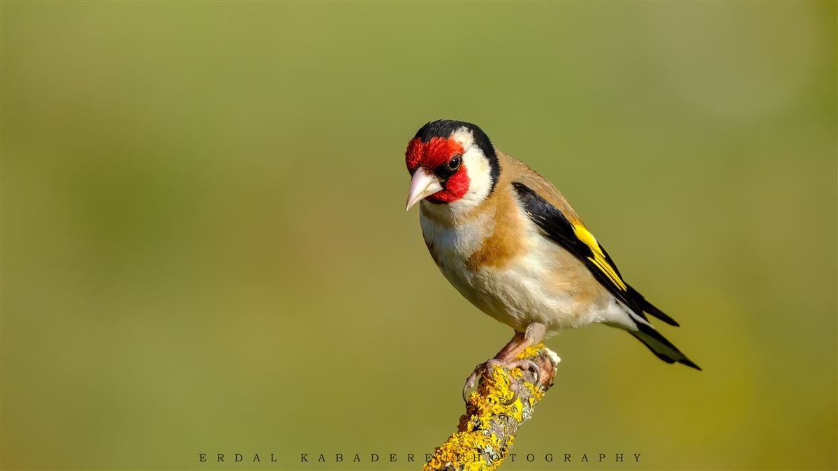 European Goldfinch