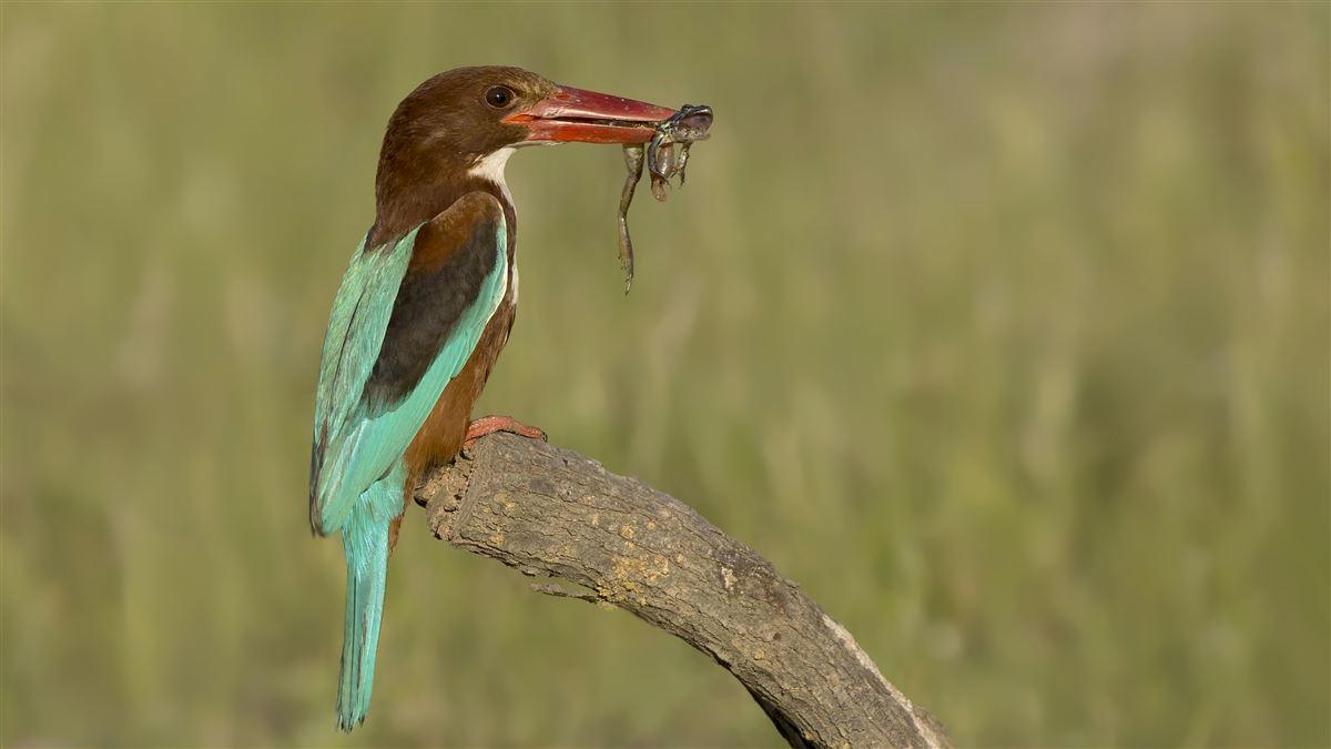 White-throated Kingfisher