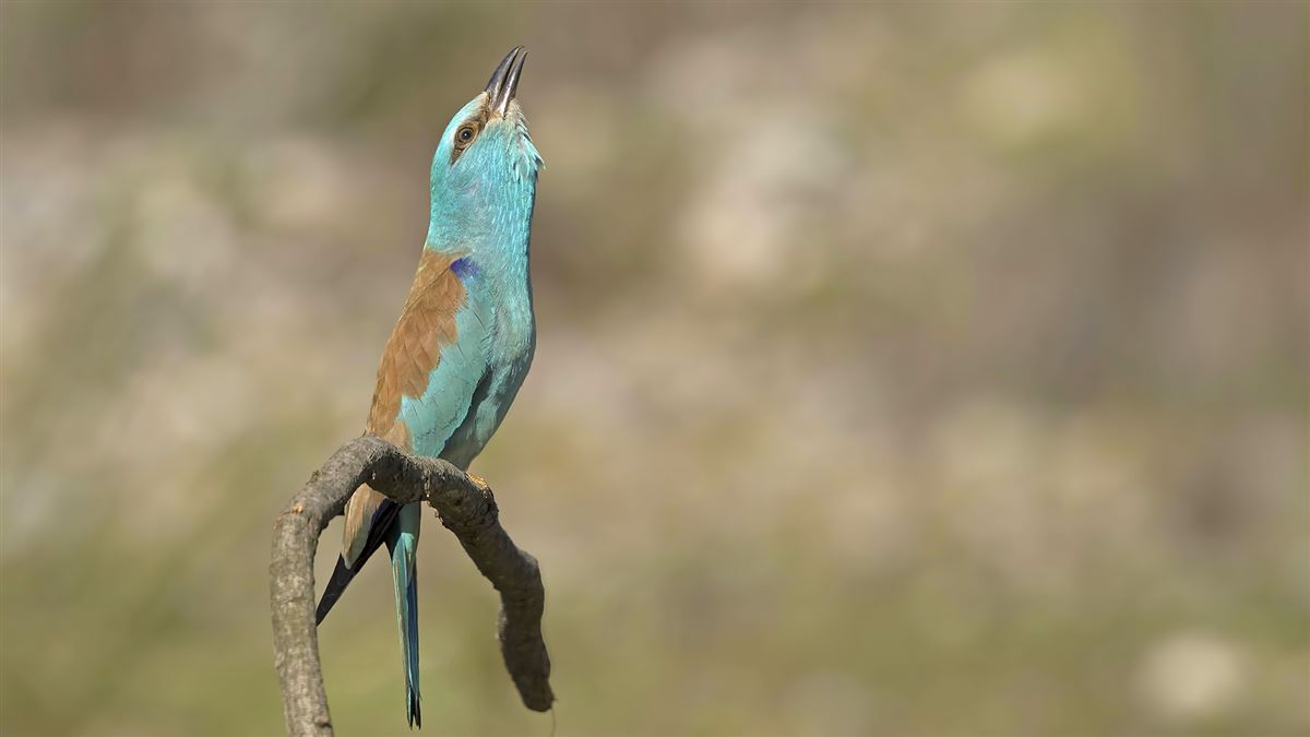 European Roller