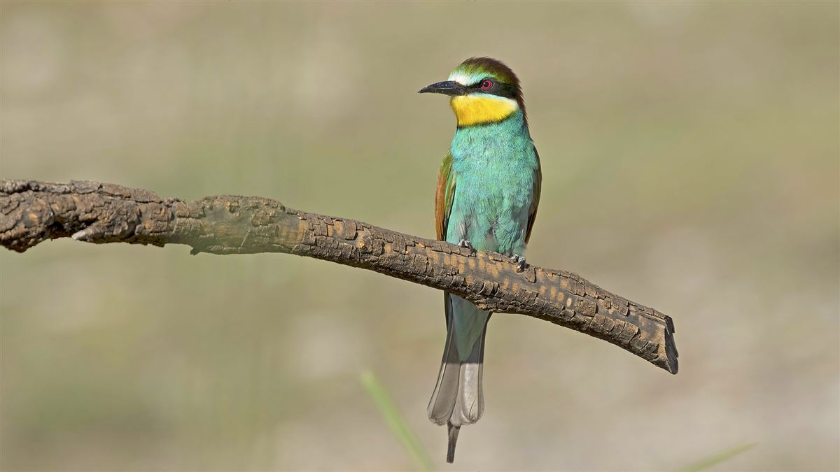 European Bee-eater