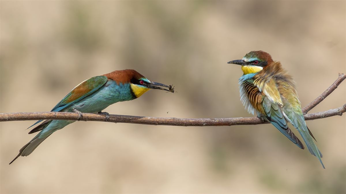 European Bee-eater