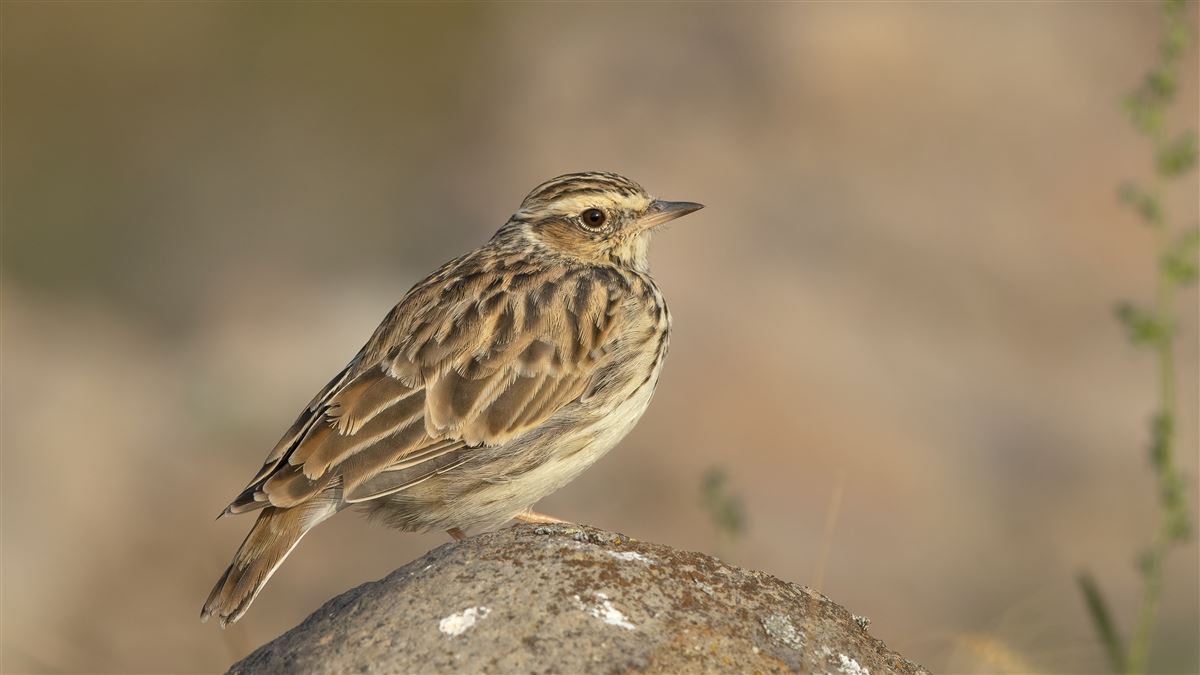 Woodlark