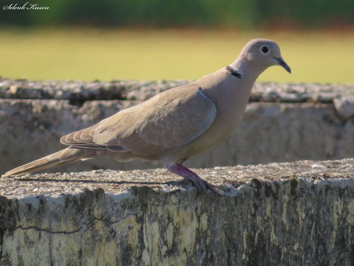 Eurasian Collared Dove