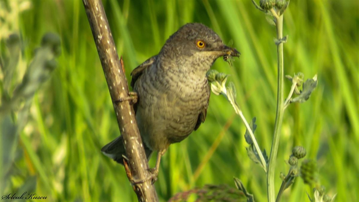 Barred Warbler