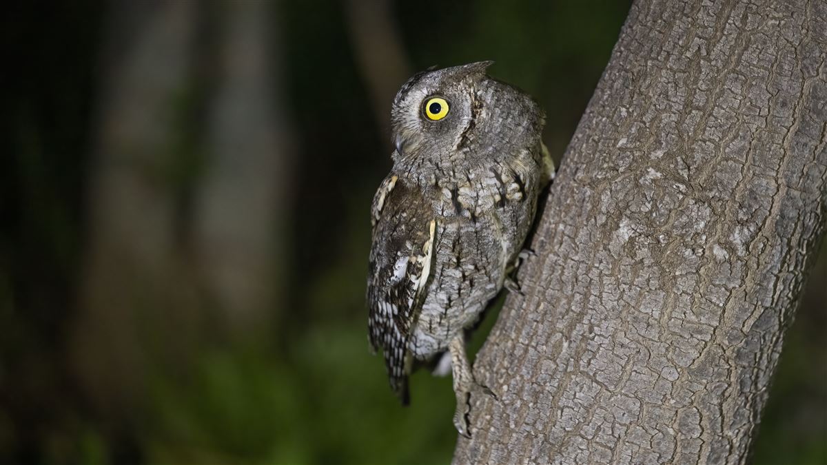 Eurasian Scops Owl