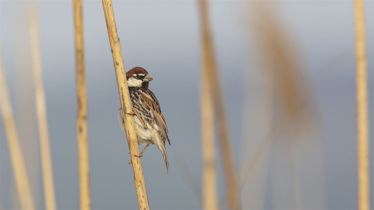 Spanish Sparrow