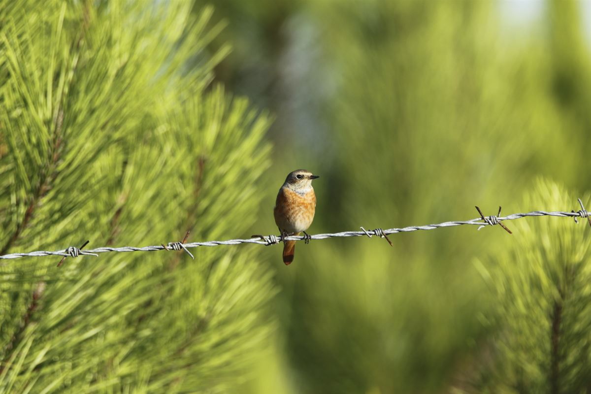 Common Redstart