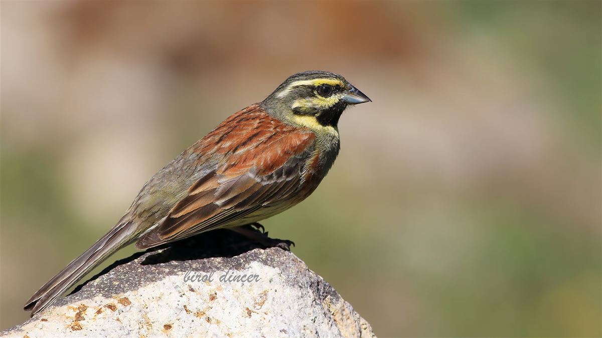 Cirl Bunting
