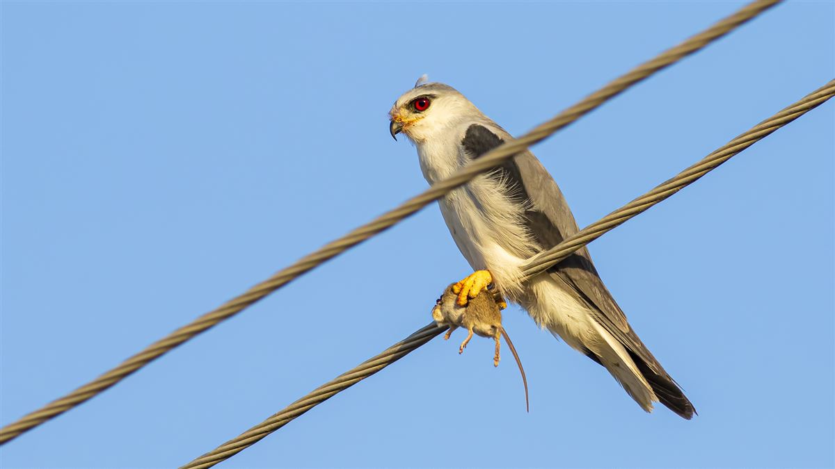 Black-winged Kite