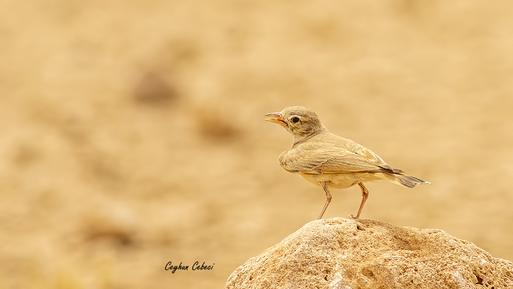 Bar-tailed Lark