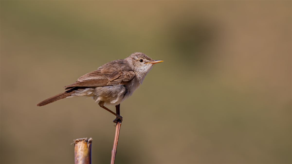 Dağ Mukallidi