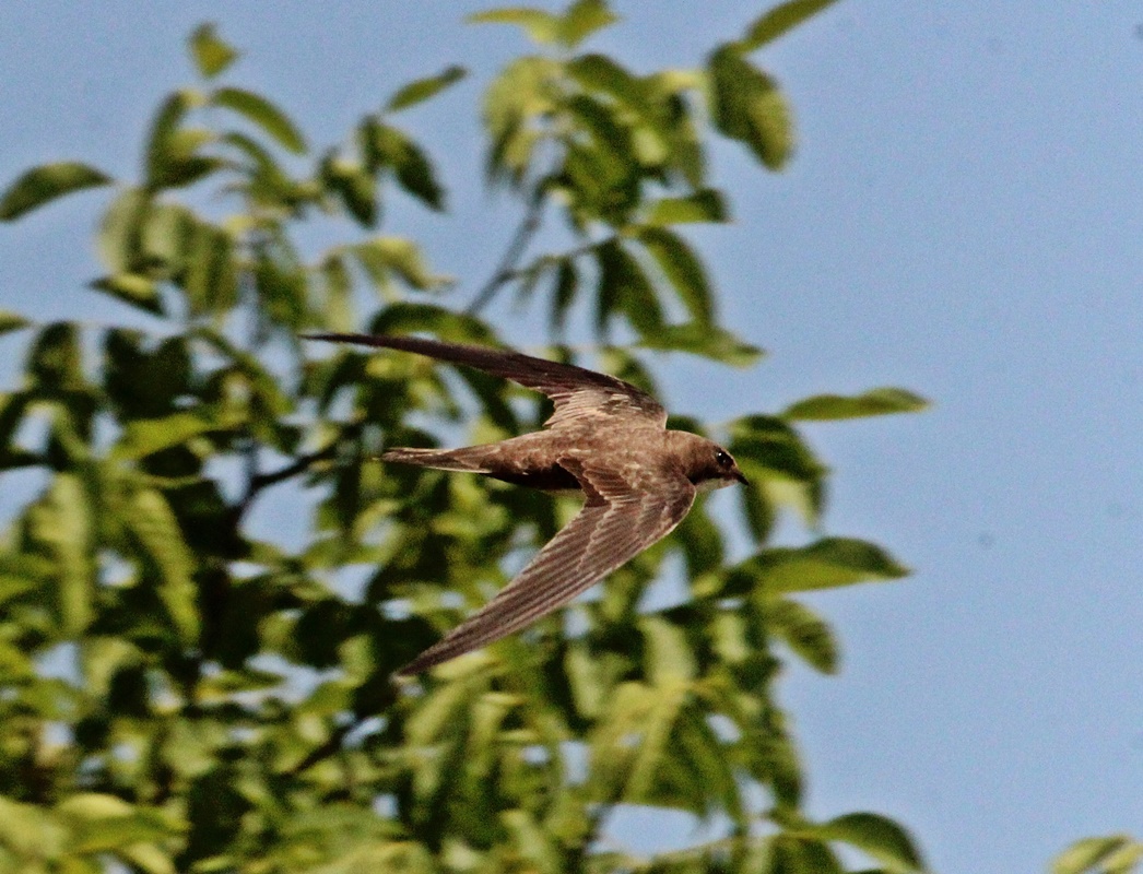 Akkarınlı Ebabil