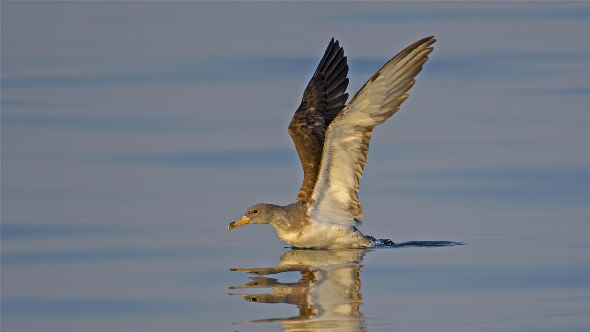 Scopoli`s Shearwater
