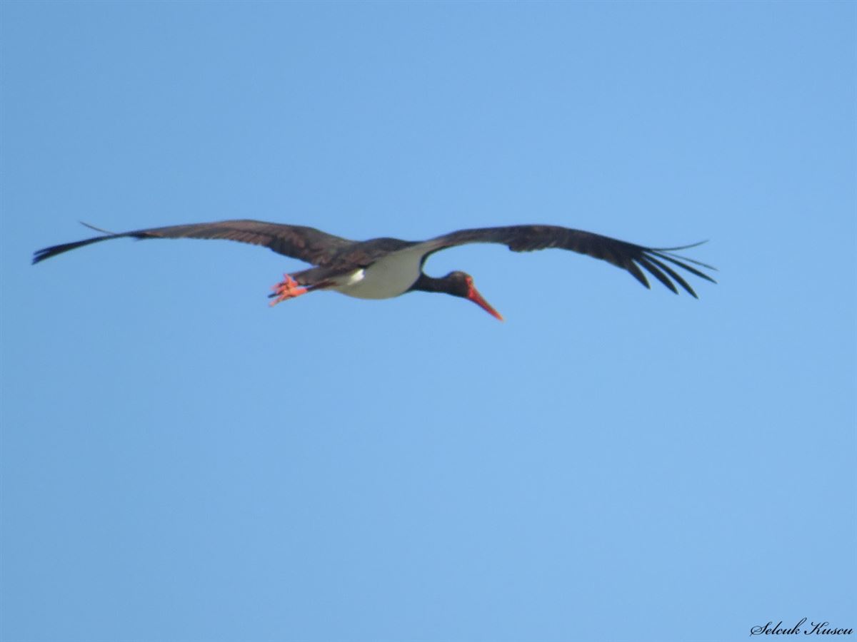 Black Stork