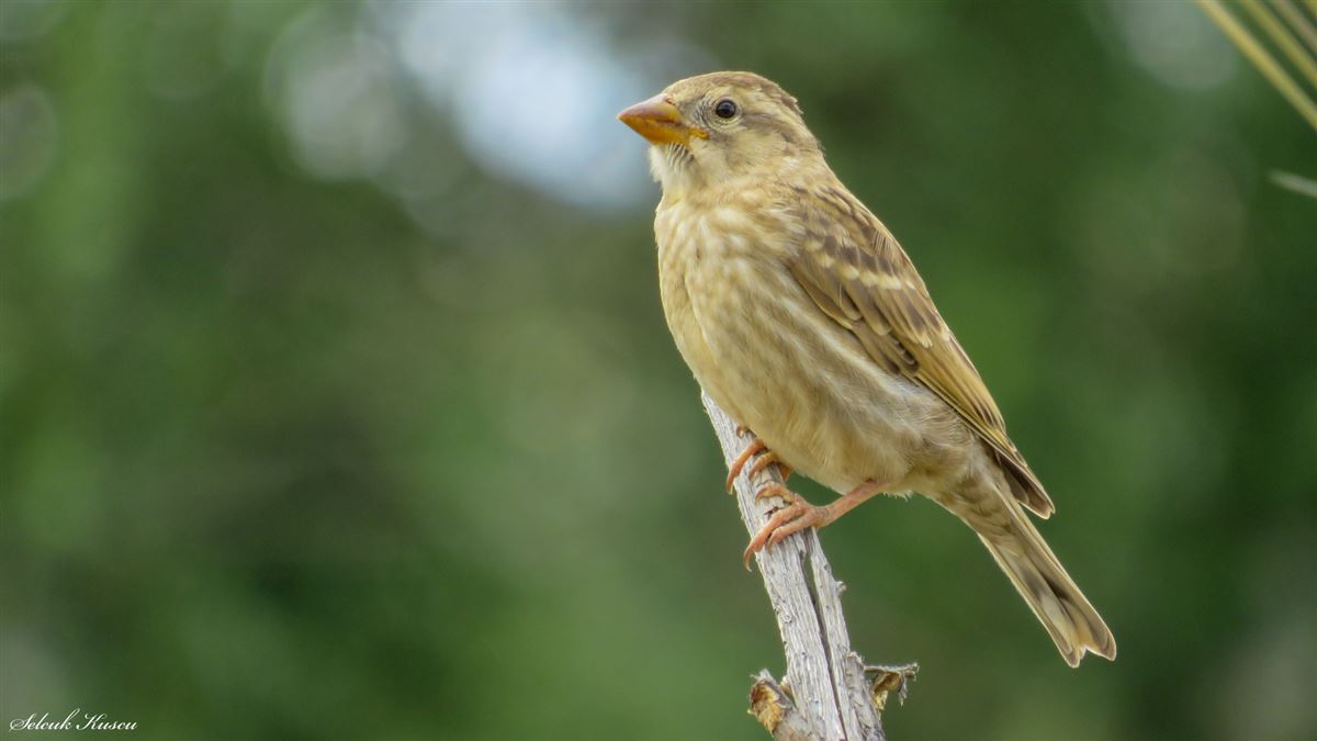 Rock Sparrow