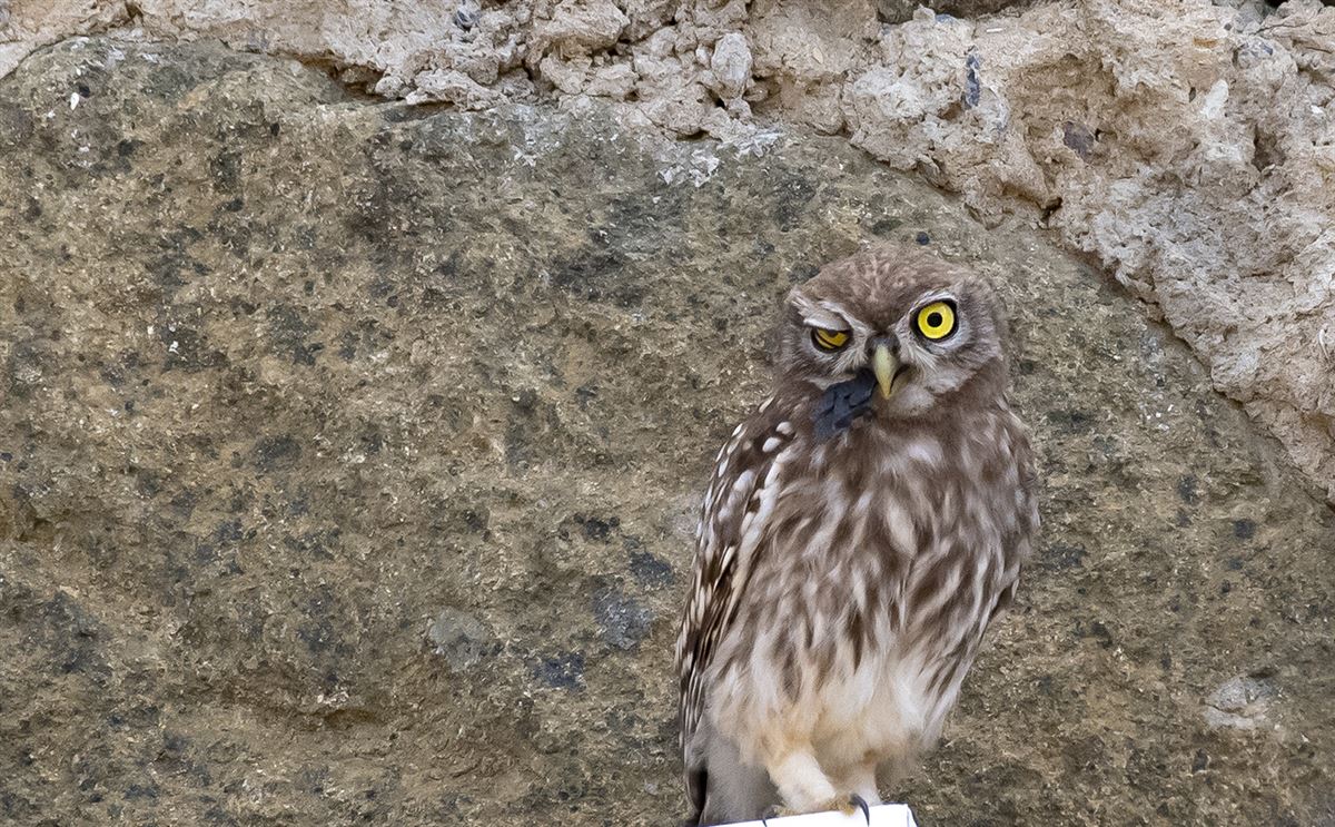 Little Owl
