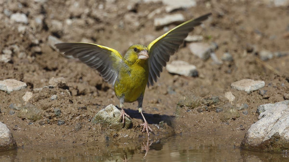 European Greenfinch