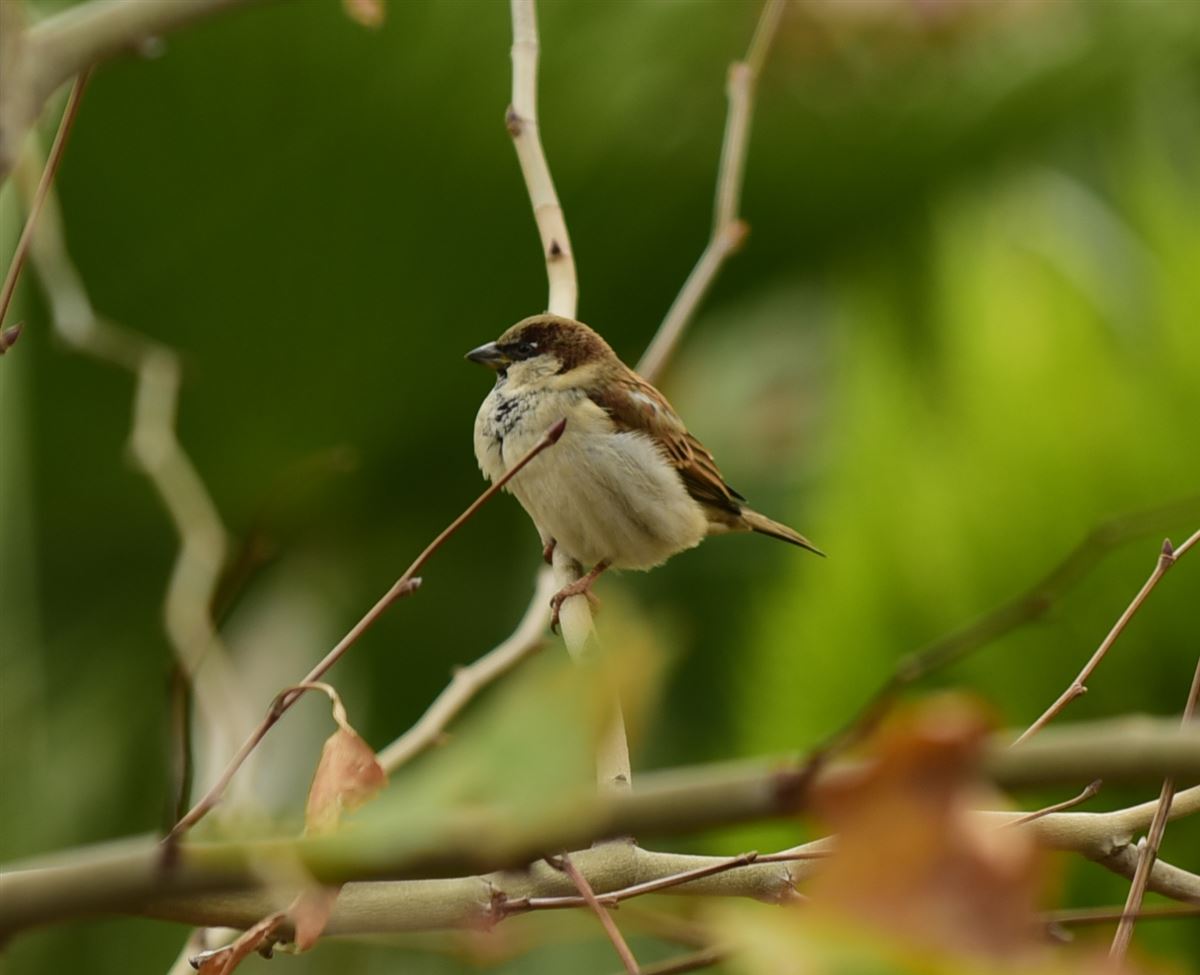 House Sparrow