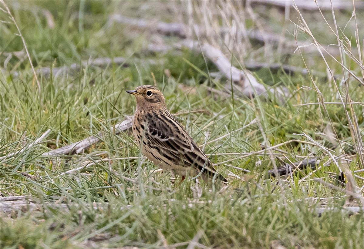 Red-throated Pipit