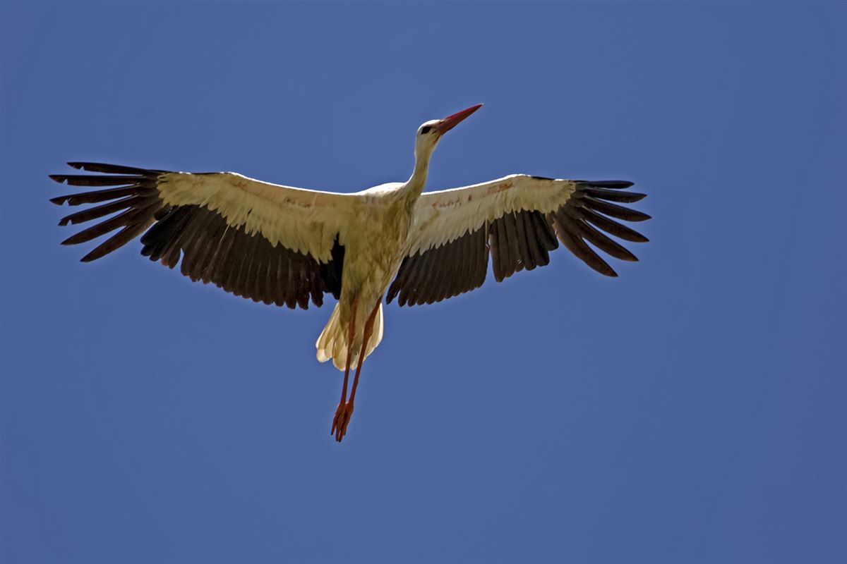 White Stork