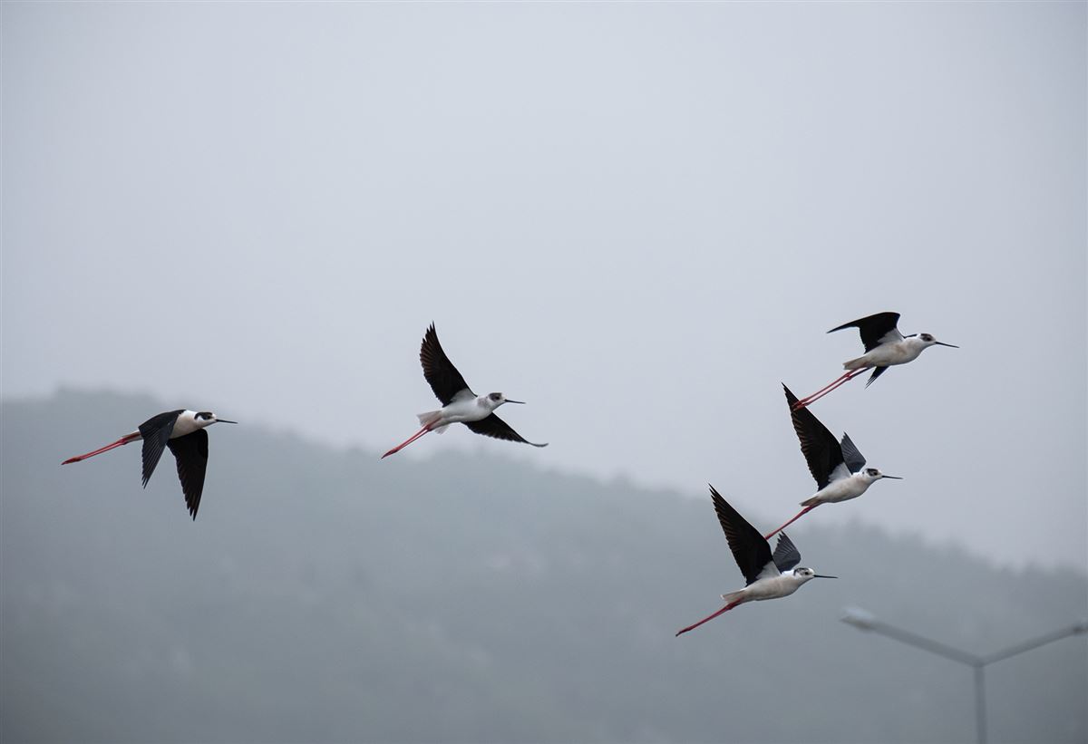 Black-winged Stilt