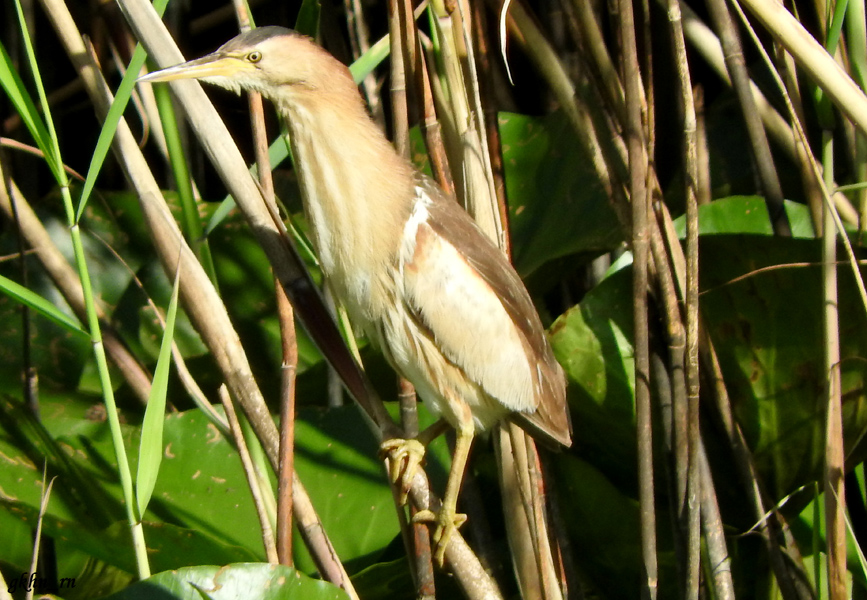 Little Bittern