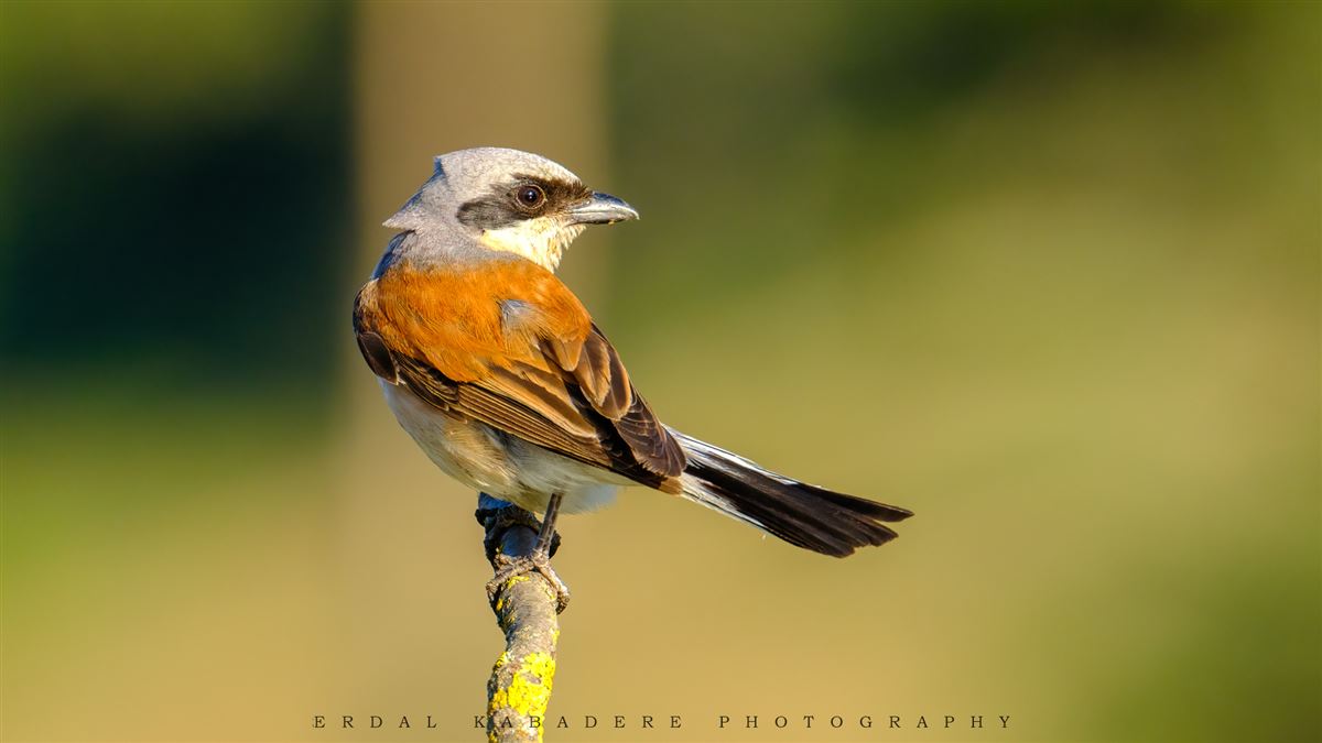 Red-backed Shrike